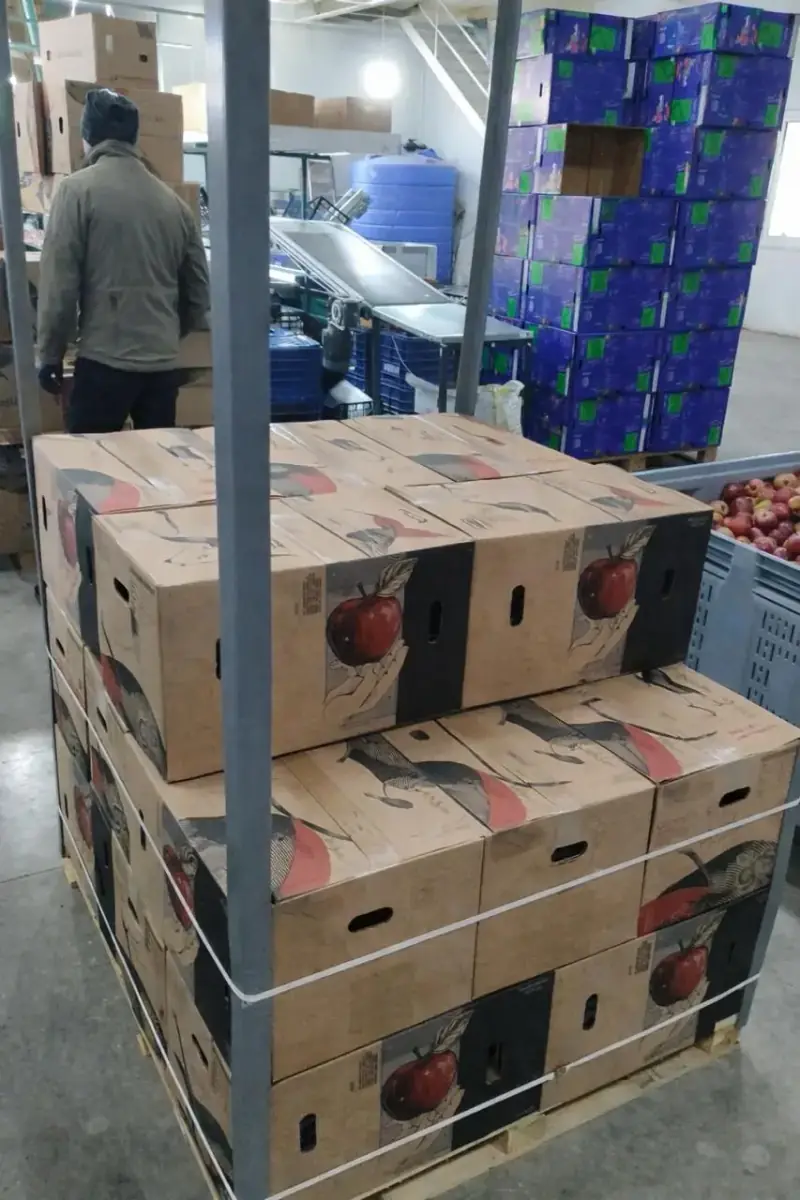 Apple pallets ready for export